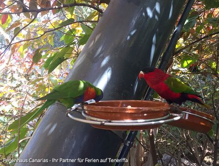 Loro Park in Puerto de la Cruz auf Teneriffa