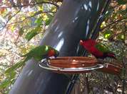 2 Papagein im Loro Park