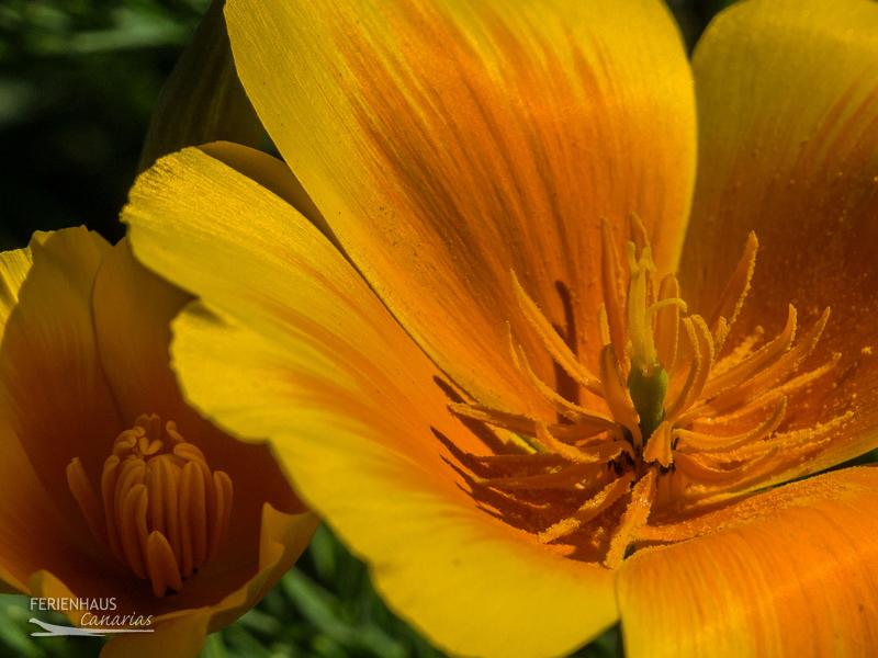 Eine Goldmohnblüte Eine Goldmohnblüte