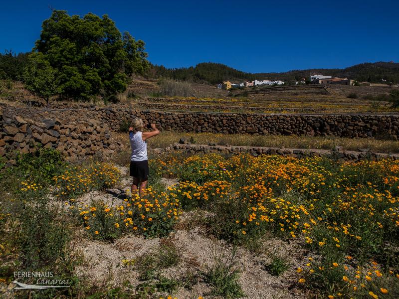 Eine Wanderin in einer Goldmohn-Wiese Eine Wanderin in einer Goldmohn-Wiese