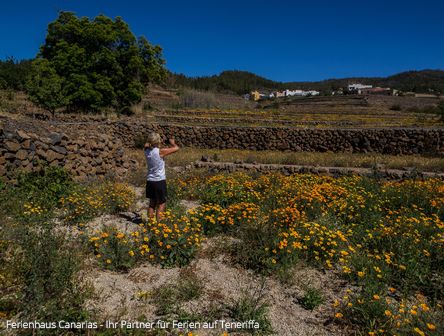 Die Goldmohnblüten-Tour- Eine Blume zeigt uns die Insel