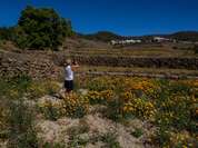 Eine Wanderin in einer Goldmohn-Wiese