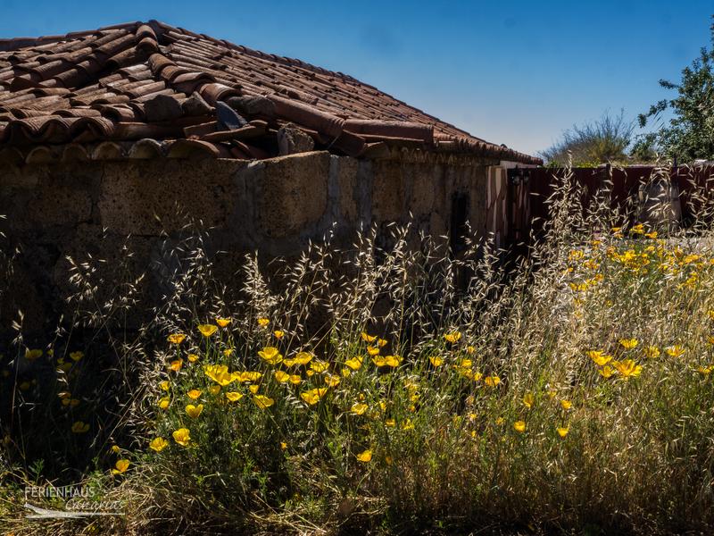 Blumenwiese - Goldmohn in Villa Flor Blumenwiese - Goldmohn in Villa Flor