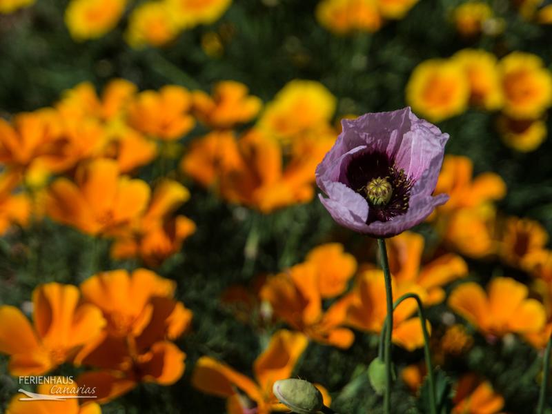 Goldmohnblüte auf Teneriffa Goldmohnblüte auf Teneriffa