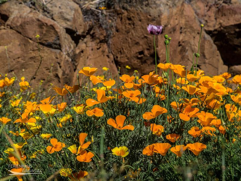 Goldmohnblüte in Fasnia Goldmohnblüte in Fasnia