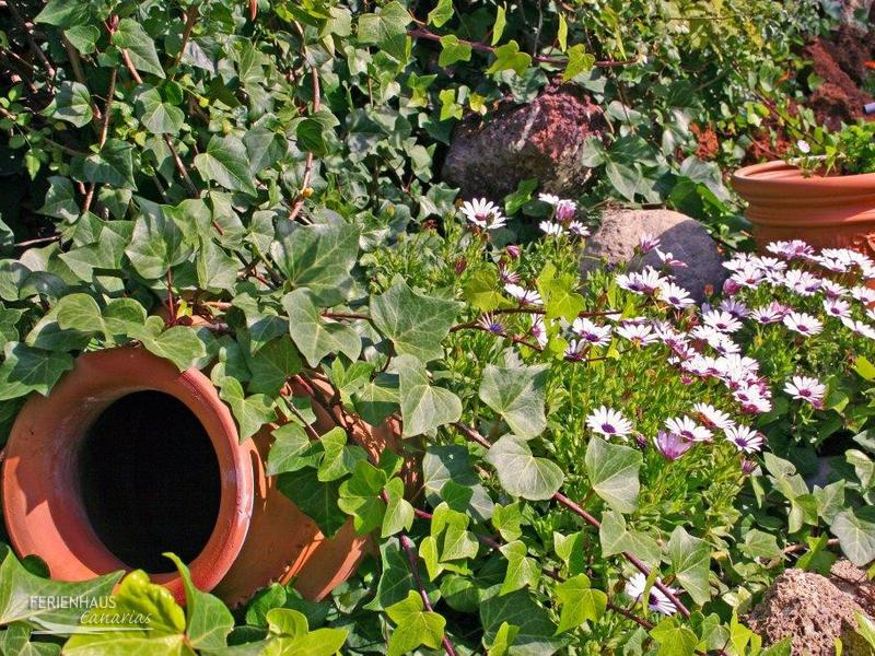 Blühender Garten auf Teneriffa Blühender Garten auf Teneriffa