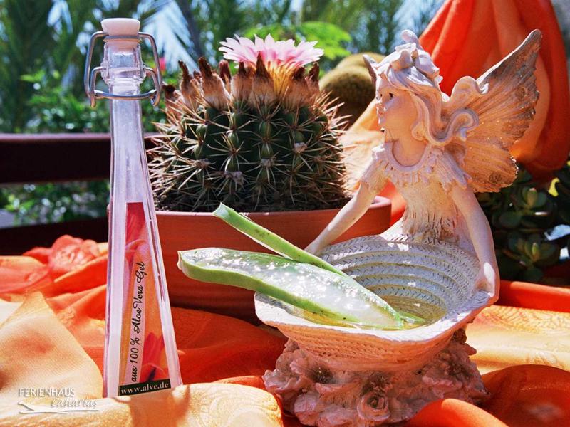 Heilpflanze Alovera Heilpflanze Alovera