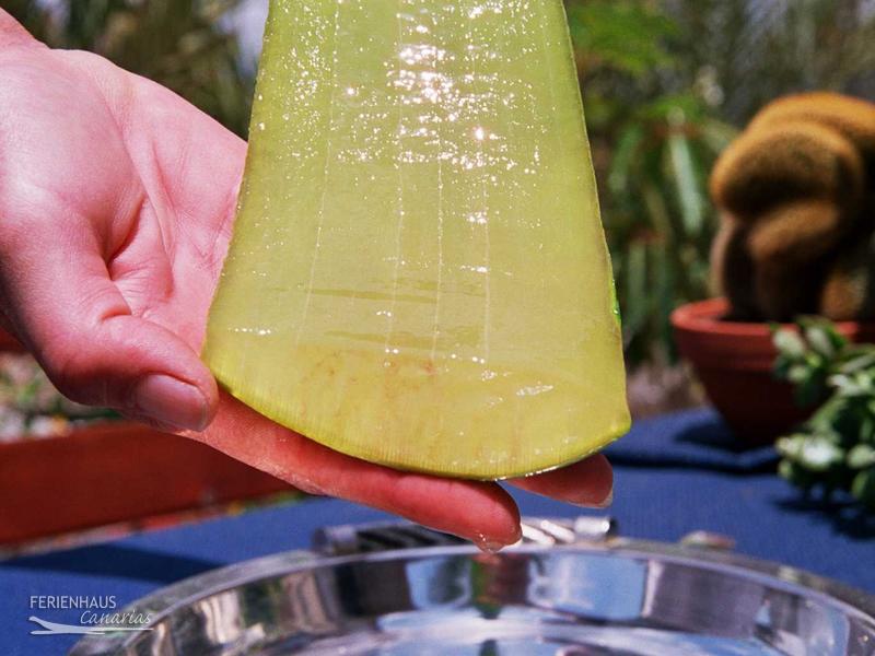 Blick auf das Aloe Vera Gel Blick auf das Aloe Vera Gel
