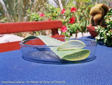 ALOE VERA | Teneriffa ist Heimat für die wertvolle Heilpflanze!