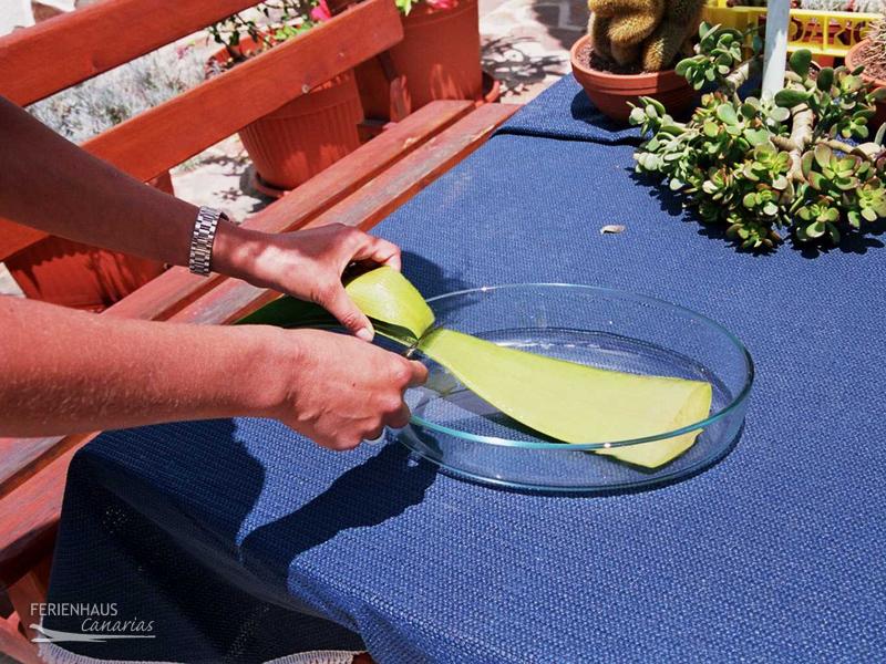 Aloevera Blatt Aloevera Blatt