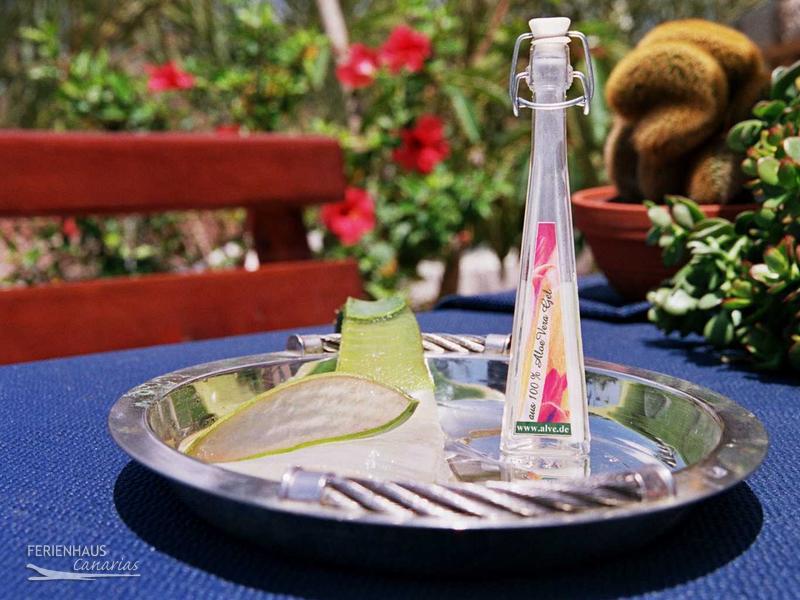 Aloe Vera Blatt Aloe Vera Blatt