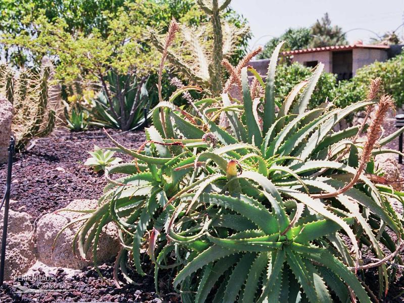 Rotblühende Aloe Vera Rotblühende Aloe Vera