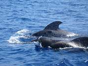 Sauber Umwelt... saubere Meere