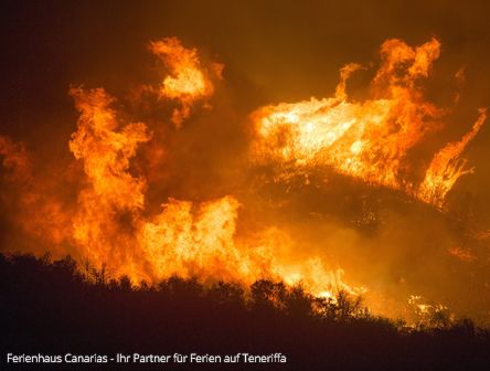 Waldbrand auf Gran Canaria | Windböen erschweren Löscharbeiten 