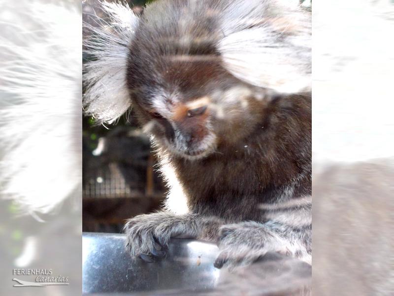 Jungel Park + Aquilla Park in Chayofa Jungel Park + Aquilla Park in Chayofa