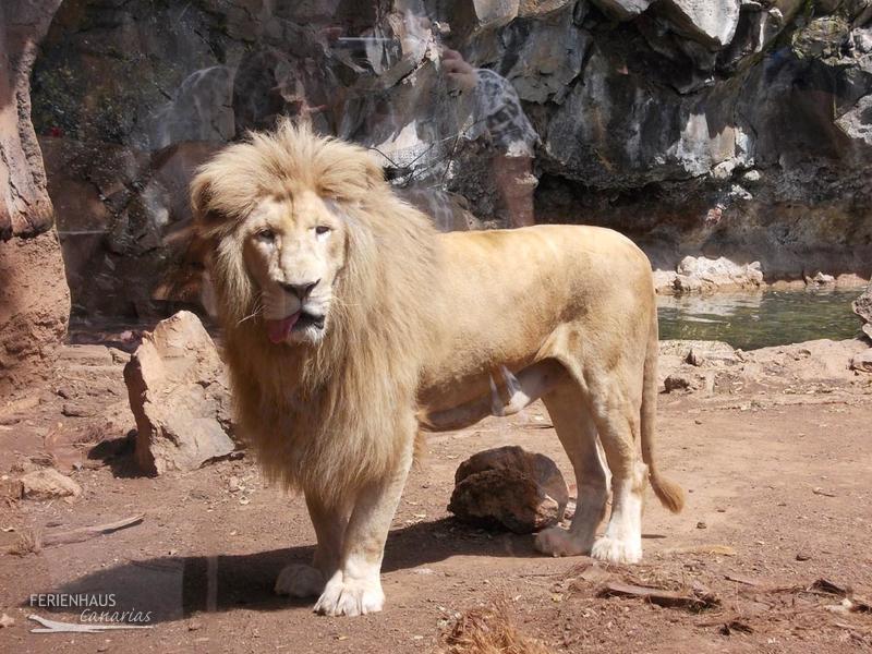 Löwe im Jungel Park + Aquilla Park Löwe im Jungel Park + Aquilla Park