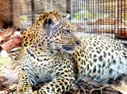 Jungel Park + Aquilla Park