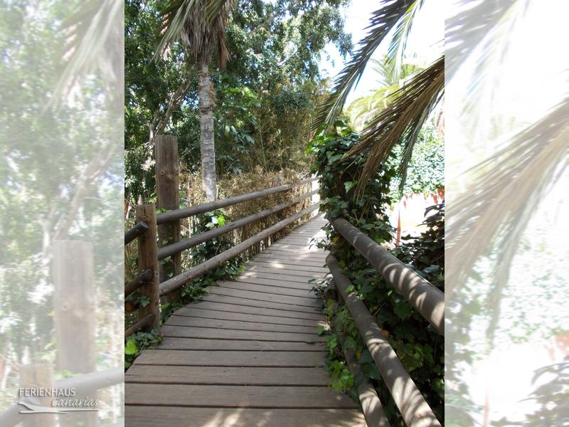 Jungel Park auf Teneriffa Jungel Park auf Teneriffa