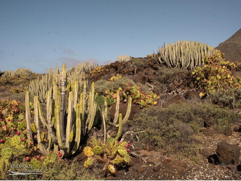 Naturschutzgebiet  Punta de Teno Naturschutzgebiet  Punta de Teno