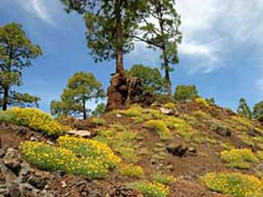 Gr&uuml;ne Naturlandschaft auf Teneriffa