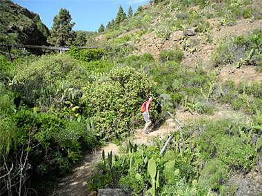 Wanderin in der gr&uuml;nen Landschaft von Teneriffa