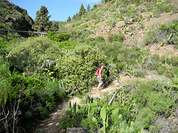 Wanderin in der gr&uuml;nen Landschaft von Teneriffa