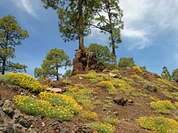 Gr&uuml;ne Naturlandschaft auf Teneriffa