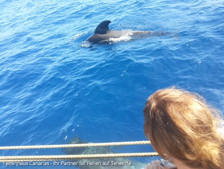 ♥ Delfine und Wale ♥ - Whale watching auf Teneriffa - Bootstour!