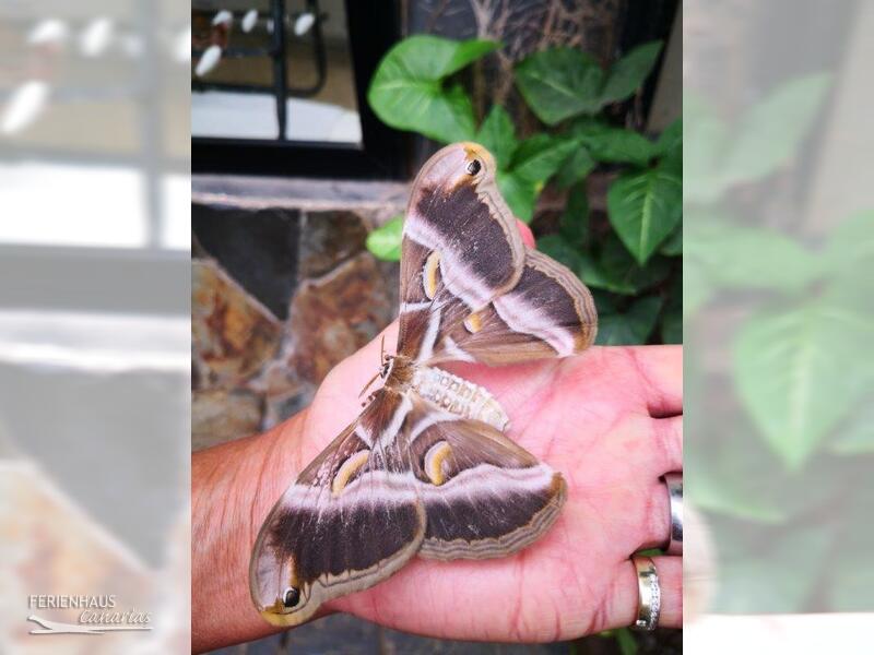 Schmetterling auf der Hand im el Mariposa del Drago Schmetterling auf der Hand im el Mariposa del Drago