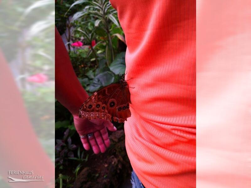 Schmetterling auf der Hand im el Mariposa del Drago Schmetterling auf der Hand im el Mariposa del Drago