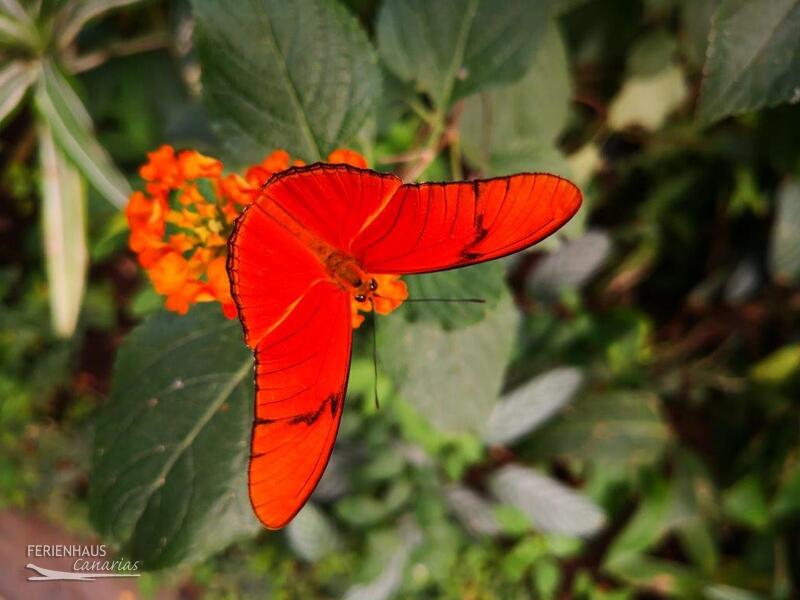 Schmetterlingspark El Mariposa del Drago Teneriffa Schmetterlingspark El Mariposa del Drago Teneriffa