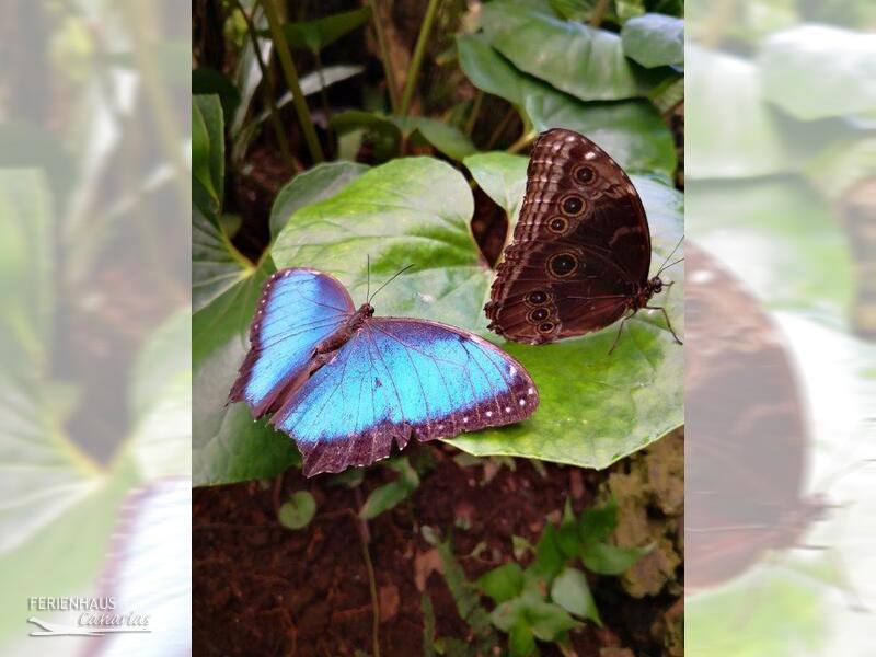 Schmetterlingspark El Mariposa del Drago in Icod Schmetterlingspark El Mariposa del Drago in Icod