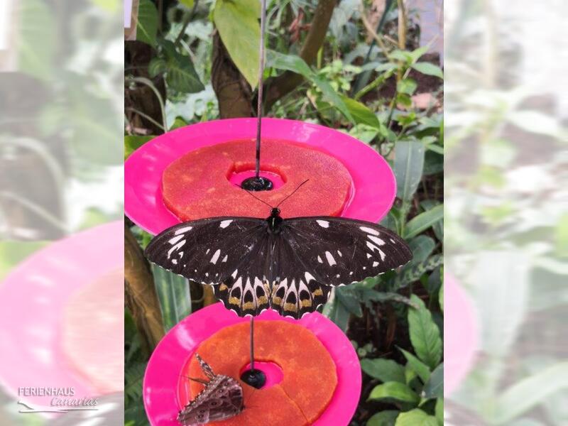 Schmetterlinge im el Mariposa del Drago in Icod Schmetterlinge im el Mariposa del Drago in Icod