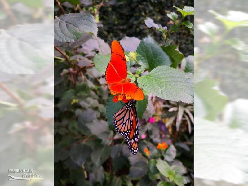Roter Schmetterling im El Mariposa del Drago in Icod Roter Schmetterling im El Mariposa del Drago in Icod