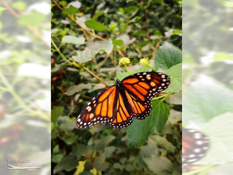 El Mariposa del Drago in Teneriffa El Mariposa del Drago in Teneriffa