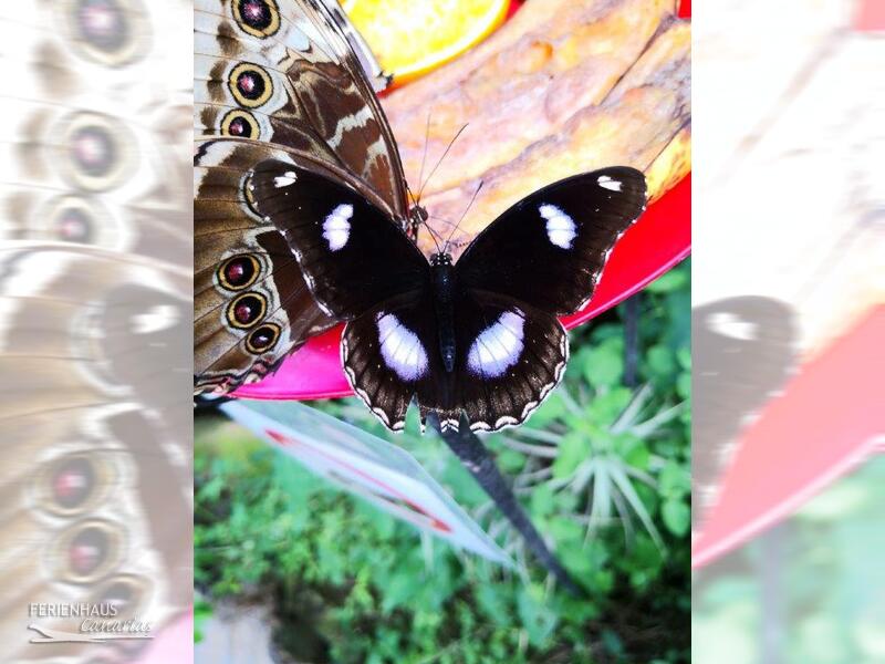 El Mariposa del Drago in Icod El Mariposa del Drago in Icod