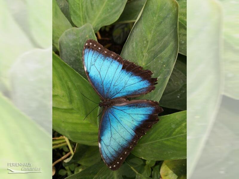 Ein bleuer Schmetterling im el Mariposa in Icod Ein bleuer Schmetterling im el Mariposa in Icod