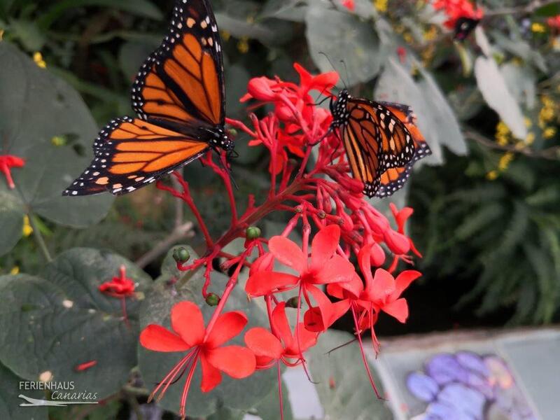 Schmetterlng zwischen roten Blüten Schmetterlng zwischen roten Blüten