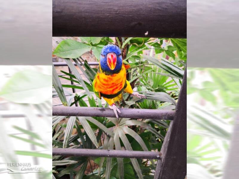 Ein Papagei im el Mariposa in Icod Ein Papagei im el Mariposa in Icod