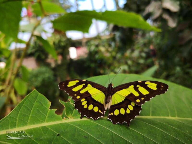 El Mariposa in Icod de los Vinos El Mariposa in Icod de los Vinos