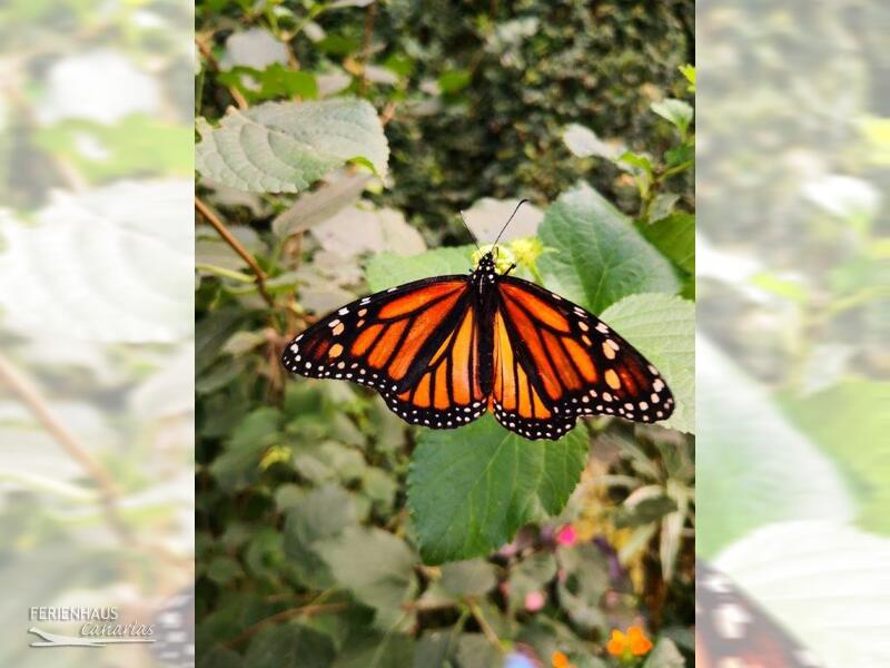 El Mariposa - Schmetterlingpark in Icod de los Vinos El Mariposa - Schmetterlingpark in Icod de los Vinos