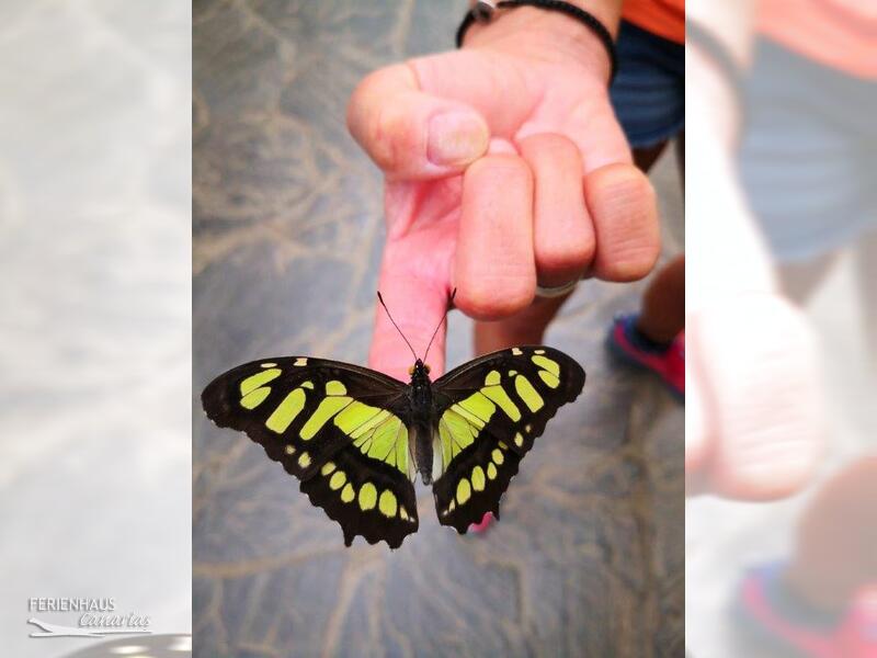 Schmetterling auf der Hand im El Mariposa Schmetterling auf der Hand im El Mariposa