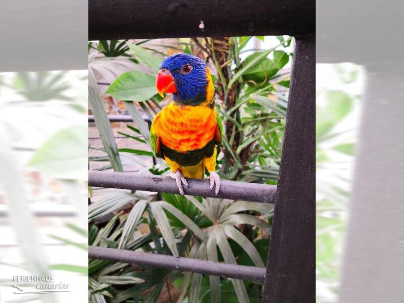 Papagei im Schmetterlingpark in Icod Papagei im Schmetterlingpark in Icod